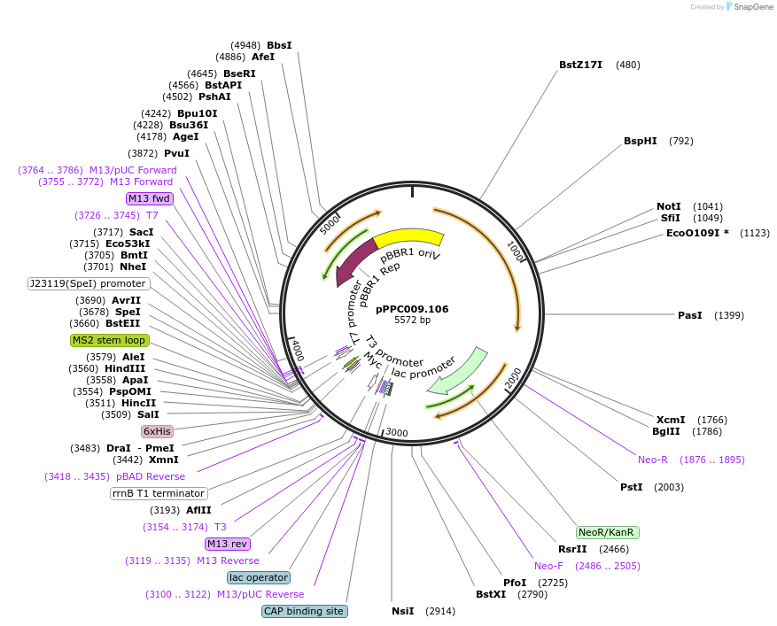 171142-plasmid-map-sequence-id-344705