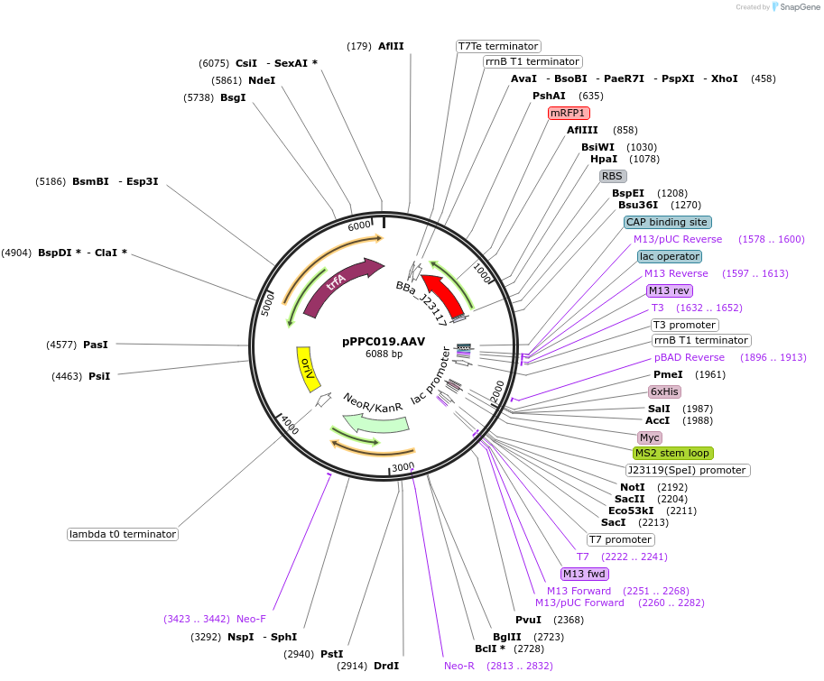 171147-plasmid-map-sequence-id-344717