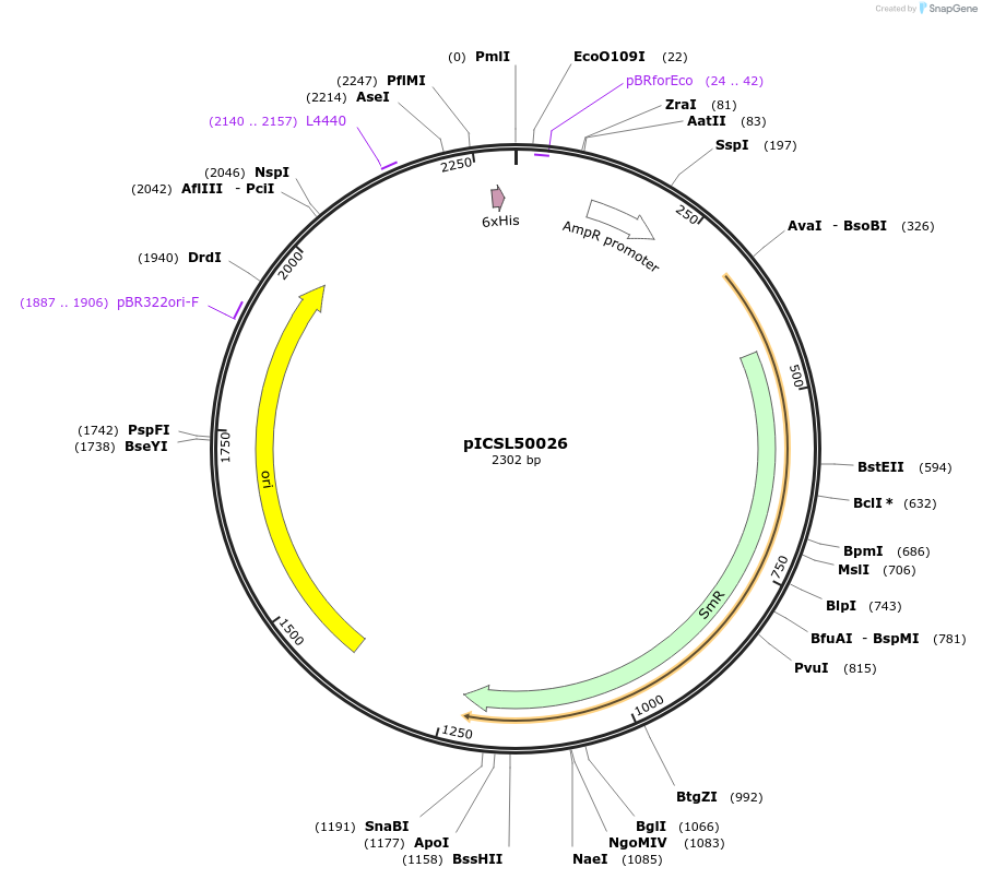 174590-plasmid-map-sequence-id-344727