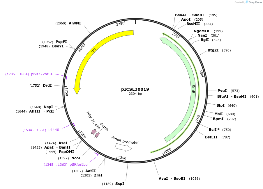 174585-plasmid-map-sequence-id-344733