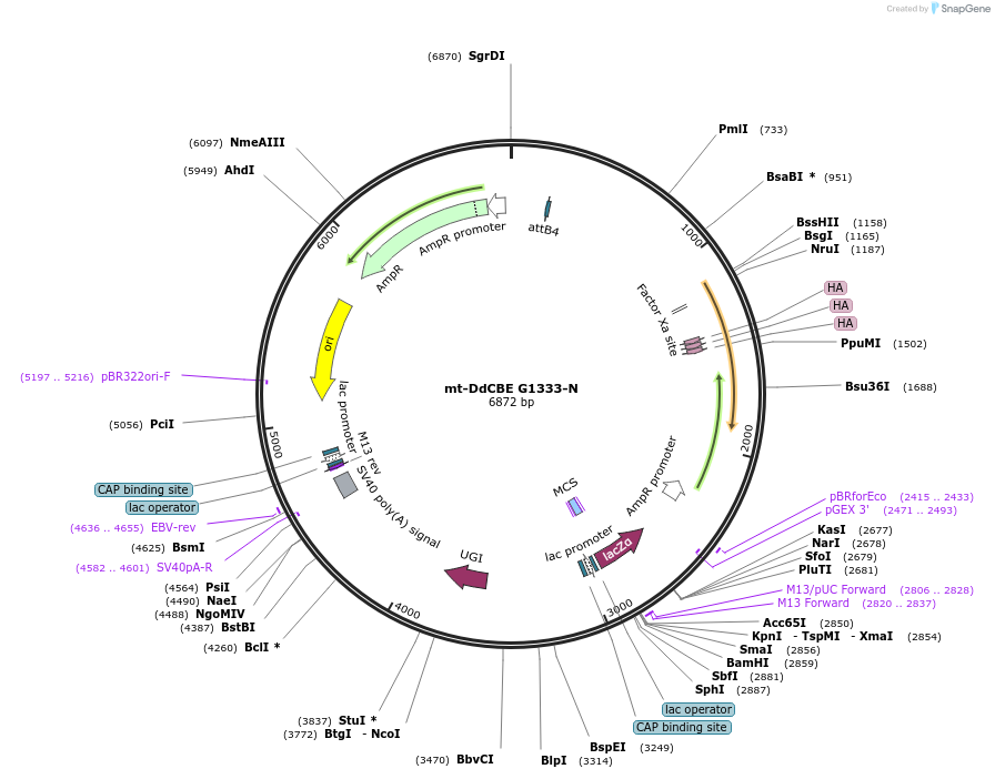174560-plasmid-map-sequence-id-344743