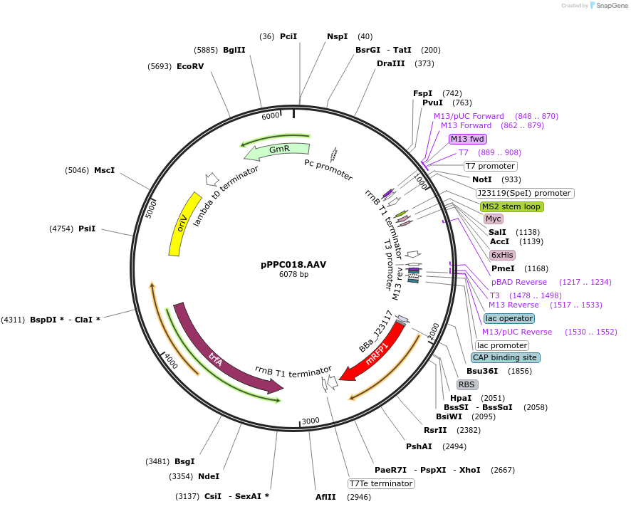 171146-plasmid-map-sequence-id-344754