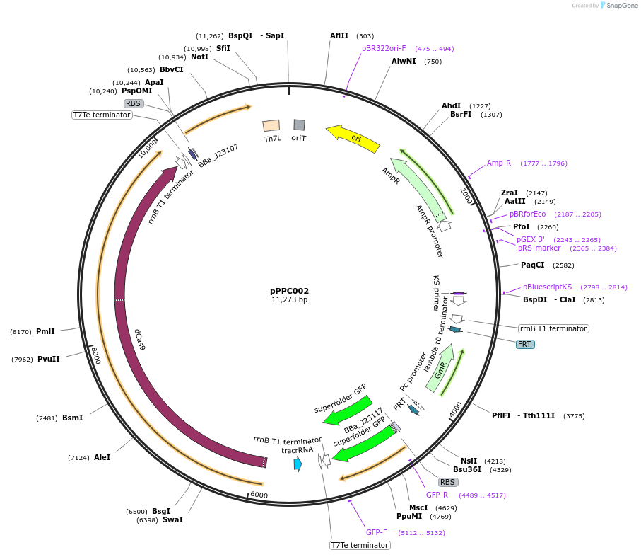 171139-plasmid-map-sequence-id-344756