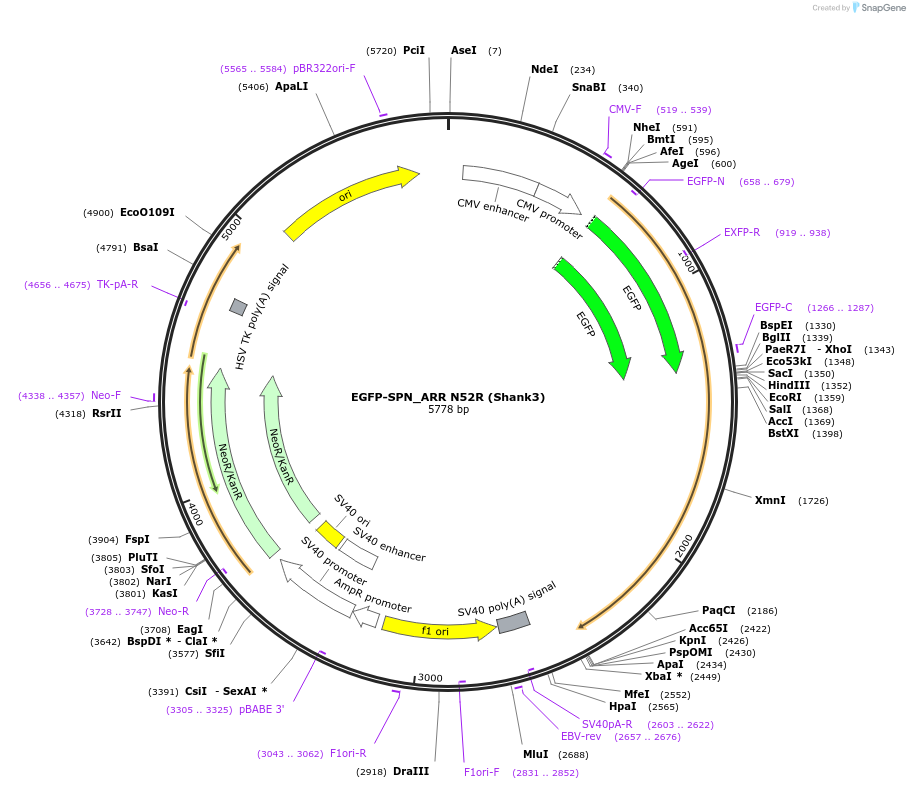 175255-plasmid-map-sequence-id-344762