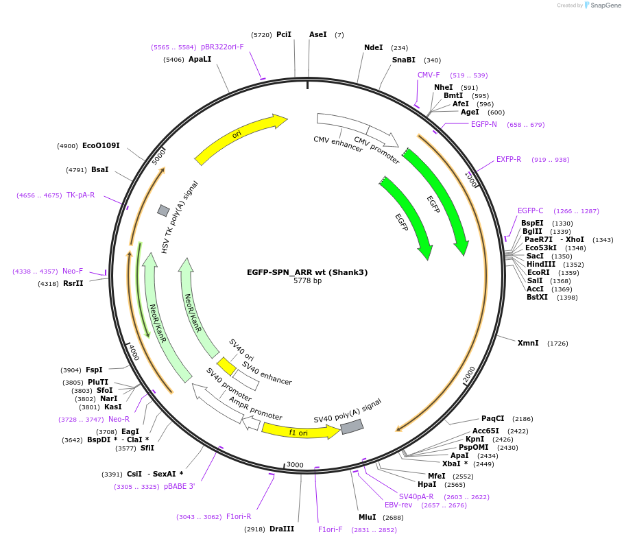175254-plasmid-map-sequence-id-344764
