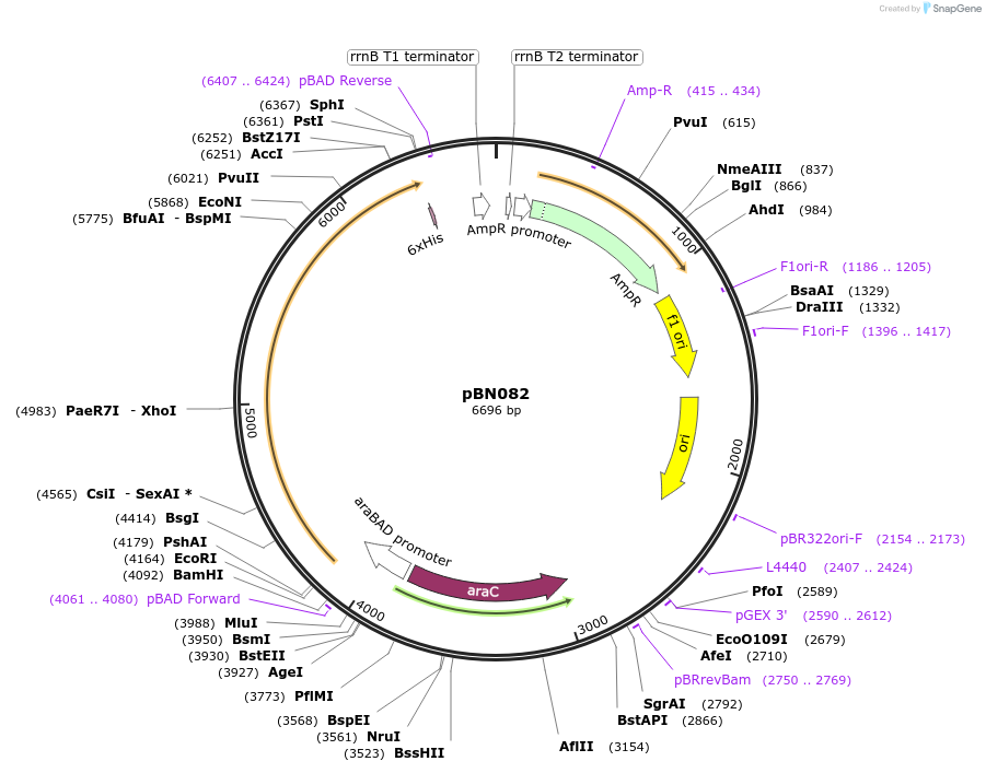 173444-plasmid-map-sequence-id-344772