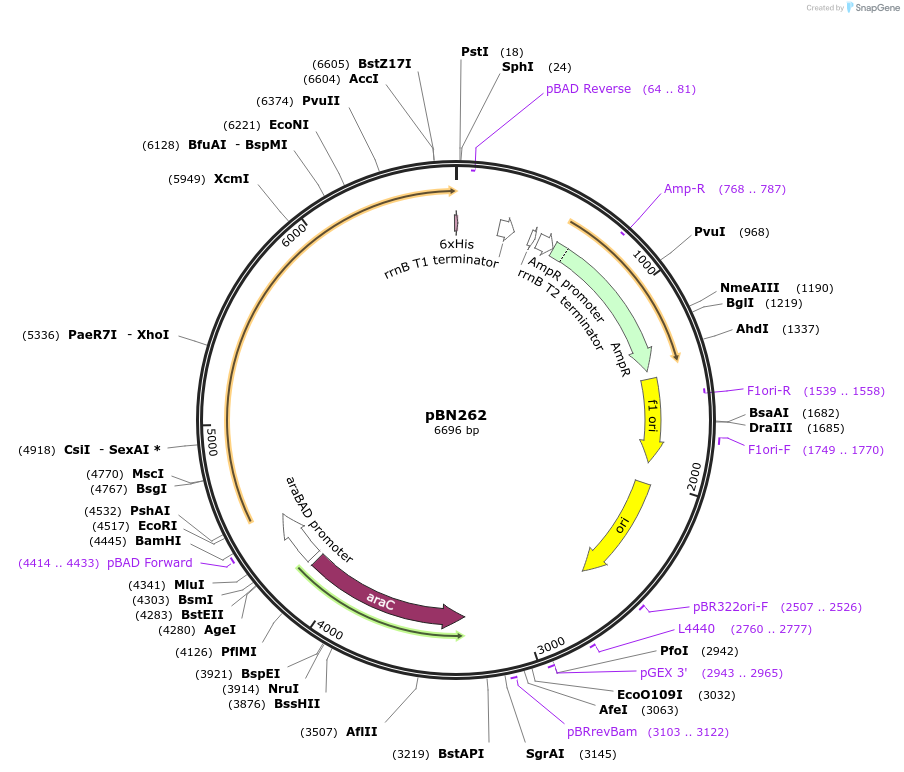 167967-plasmid-map-sequence-id-344775