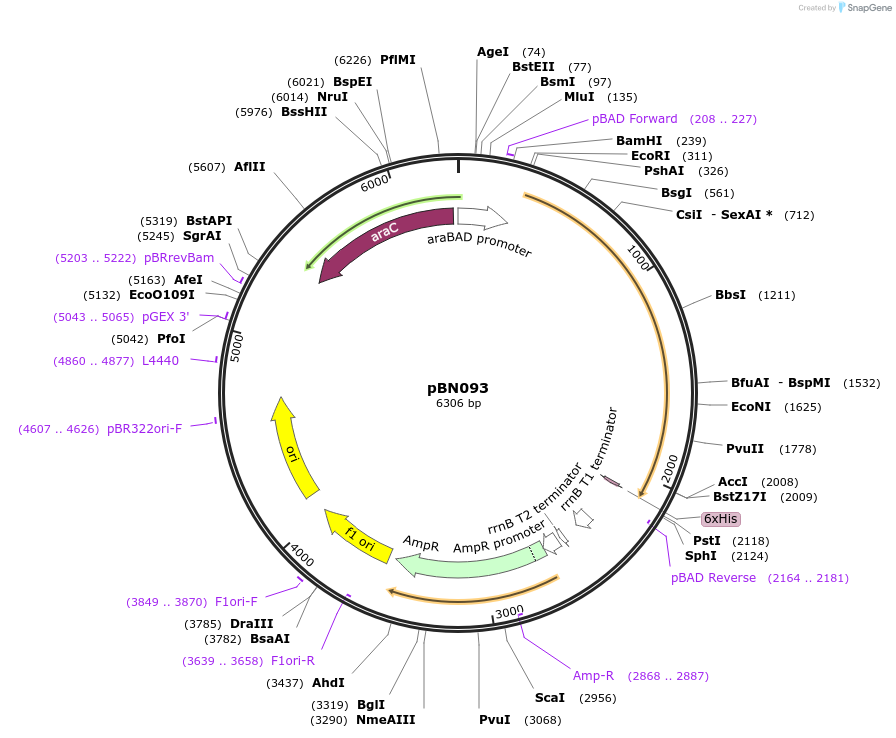 167951-plasmid-map-sequence-id-344776