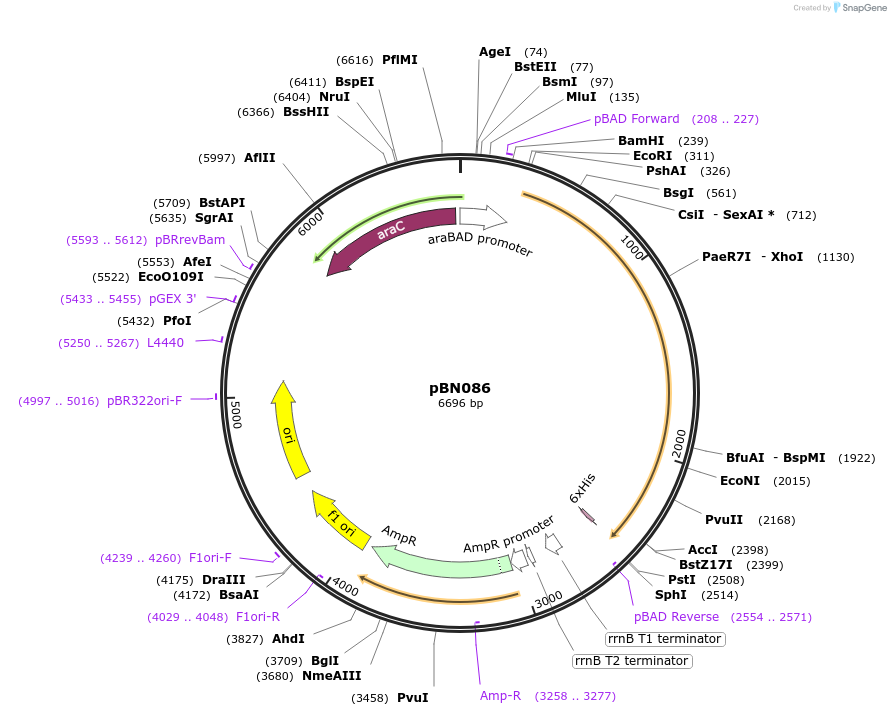 173448-plasmid-map-sequence-id-344796