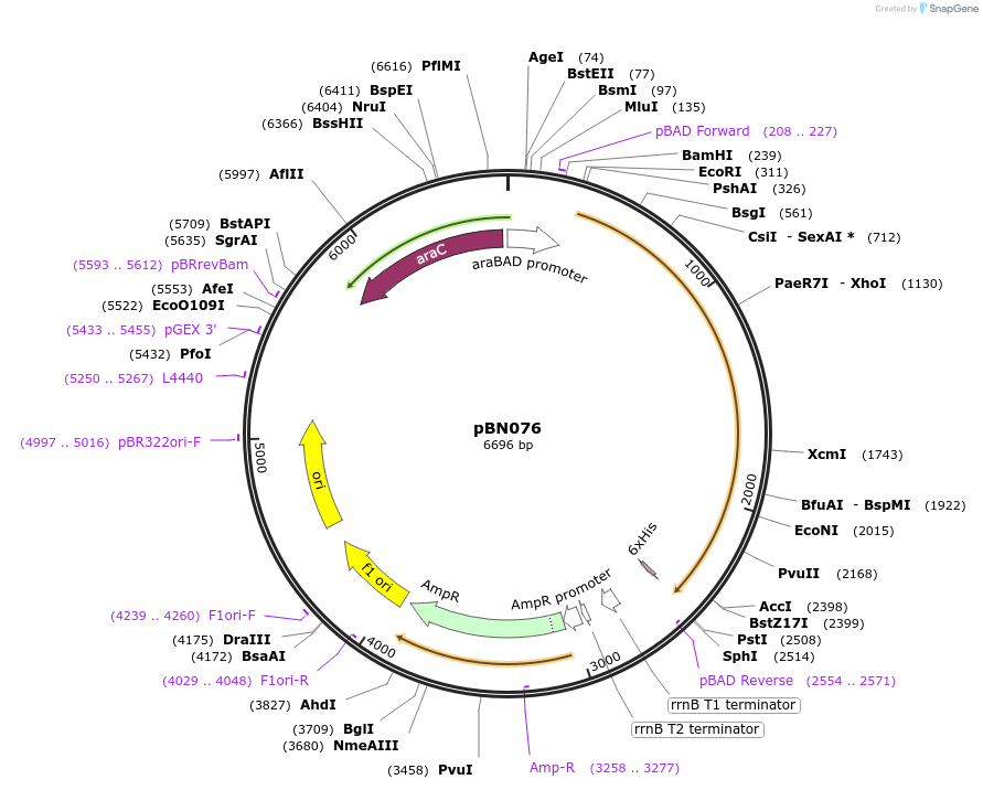 167957-plasmid-map-sequence-id-344797