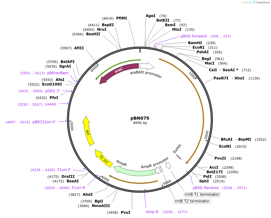 167956-plasmid-map-sequence-id-344800