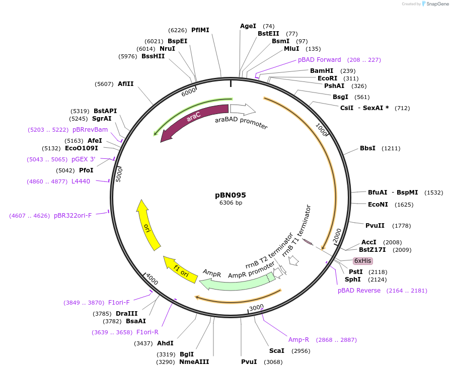 173765-plasmid-map-sequence-id-344806