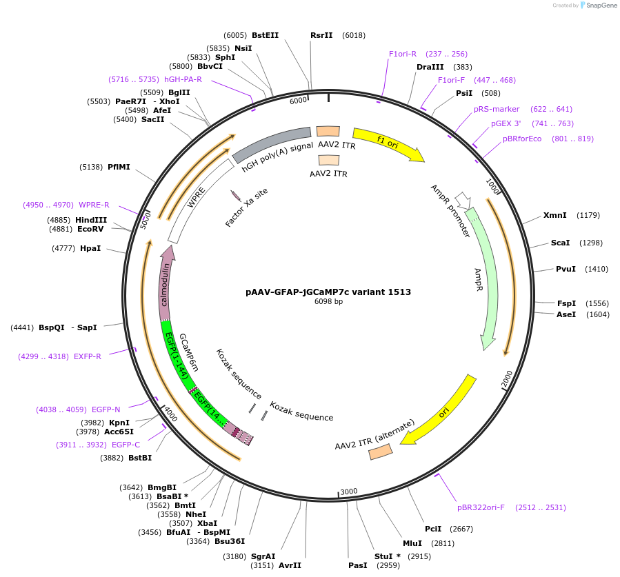173159-plasmid-map-sequence-id-344807