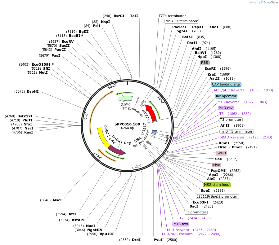 171144-plasmid-map-sequence-id-344821