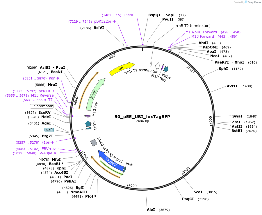 172518-plasmid-map-sequence-id-344833