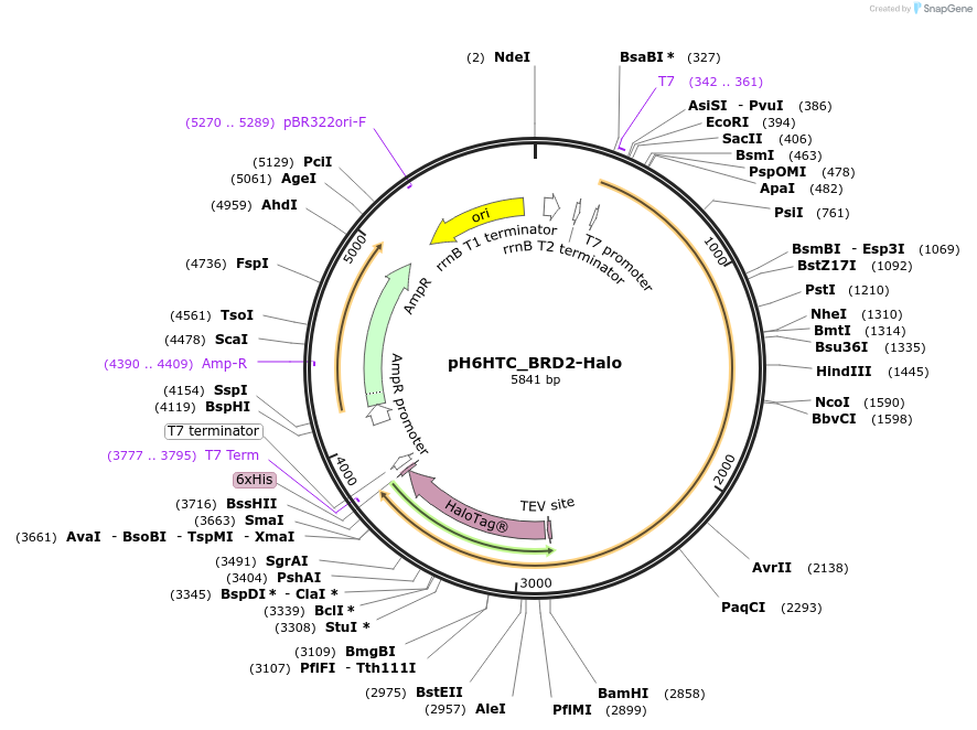 175336-plasmid-map-sequence-id-344835