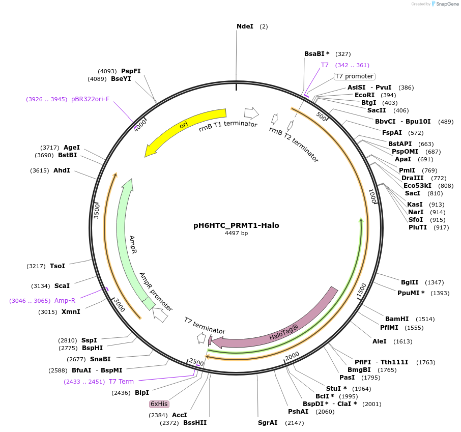 175334-plasmid-map-sequence-id-344841