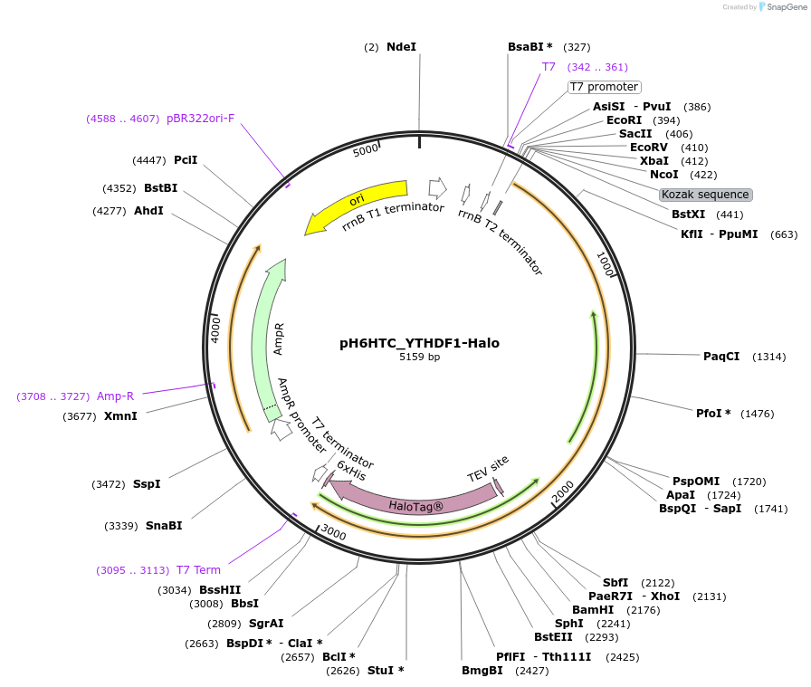 175301-plasmid-map-sequence-id-344844