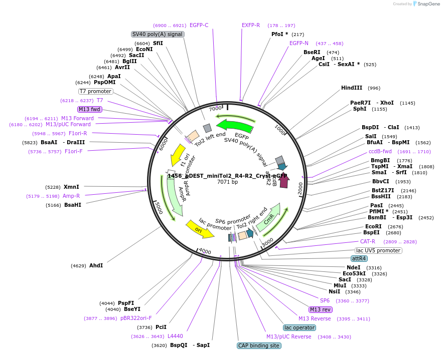171795-plasmid-map-sequence-id-344874