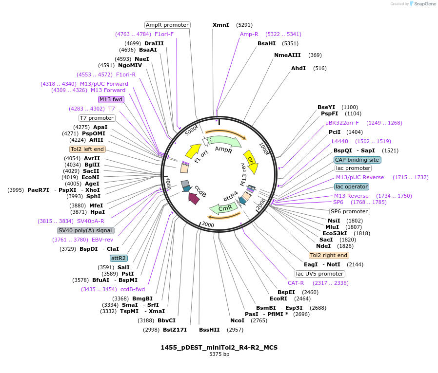 171794-plasmid-map-sequence-id-344875