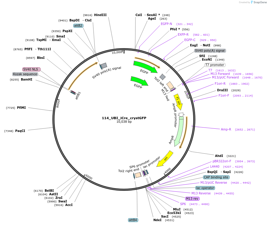 171797-plasmid-map-sequence-id-344879