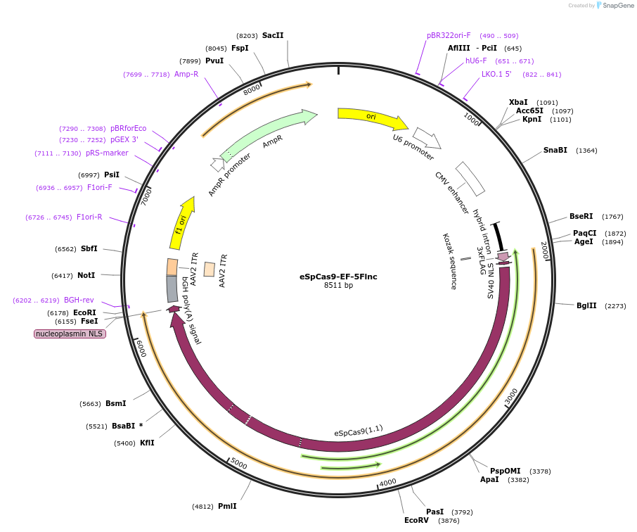 174870-plasmid-map-sequence-id-344893