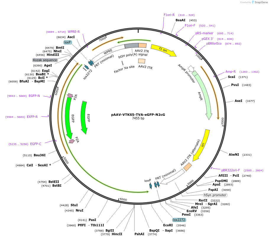 175440-plasmid-map-sequence-id-344910