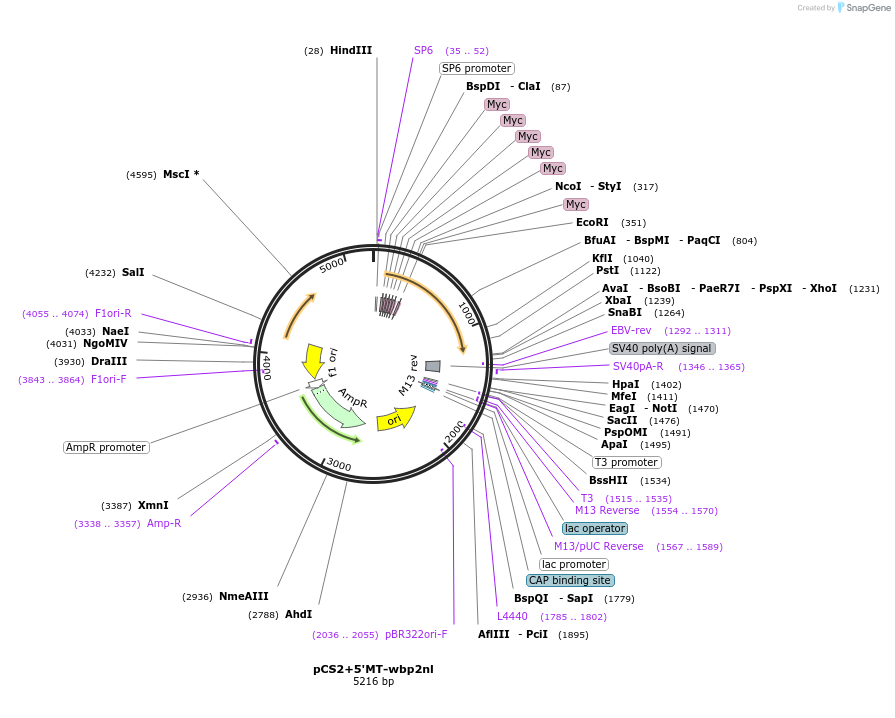 172467-plasmid-map-sequence-id-344911