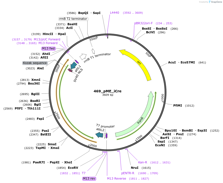 171792-plasmid-map-sequence-id-344912