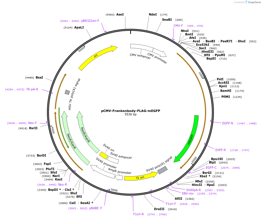 175293-plasmid-map-sequence-id-344915
