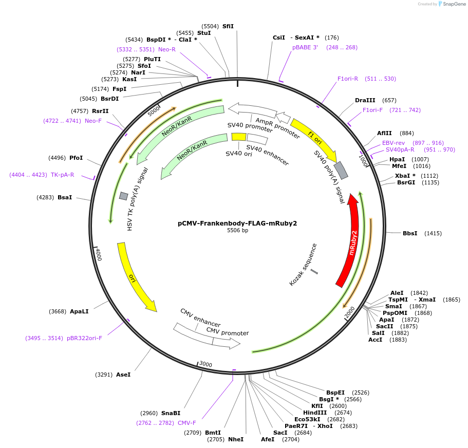 175294-plasmid-map-sequence-id-344916