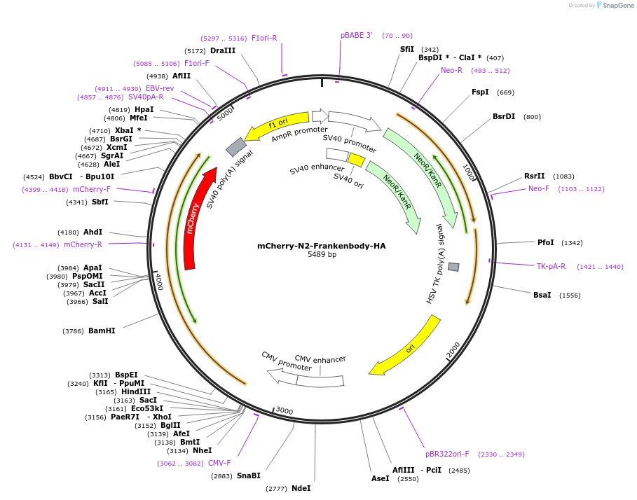 175292-plasmid-map-sequence-id-344917