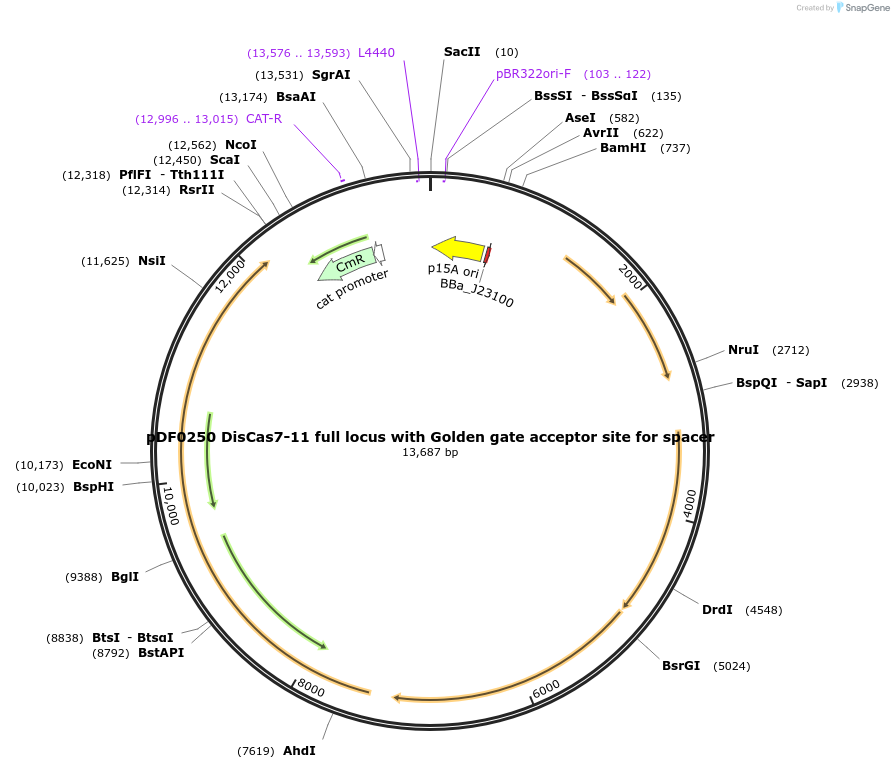 172501-plasmid-map-sequence-id-344918