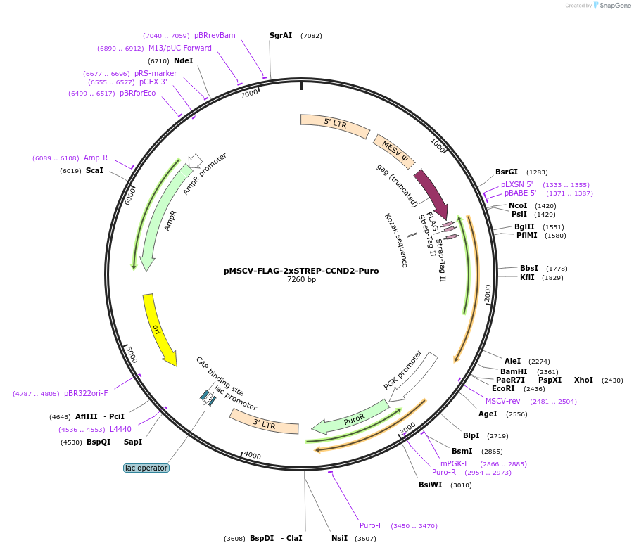 172626-plasmid-map-sequence-id-344922