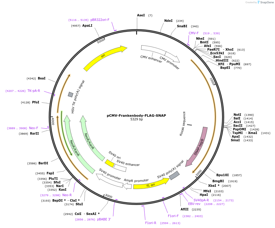 175295-plasmid-map-sequence-id-344924