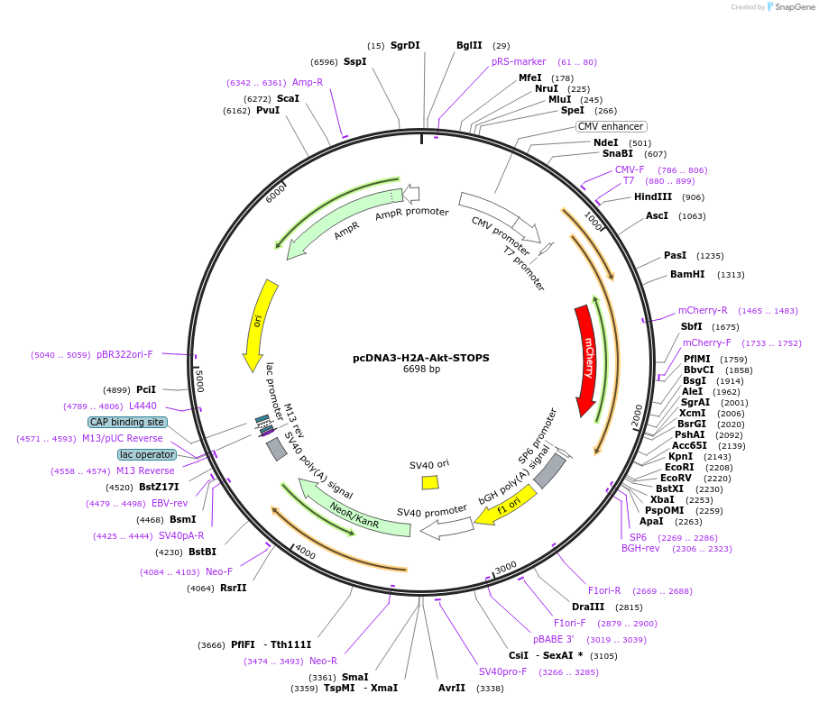 175010-plasmid-map-sequence-id-344927