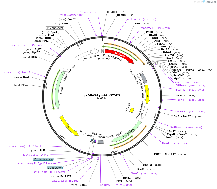 175009-plasmid-map-sequence-id-344935
