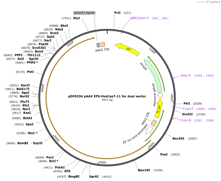 172515-plasmid-map-sequence-id-344938