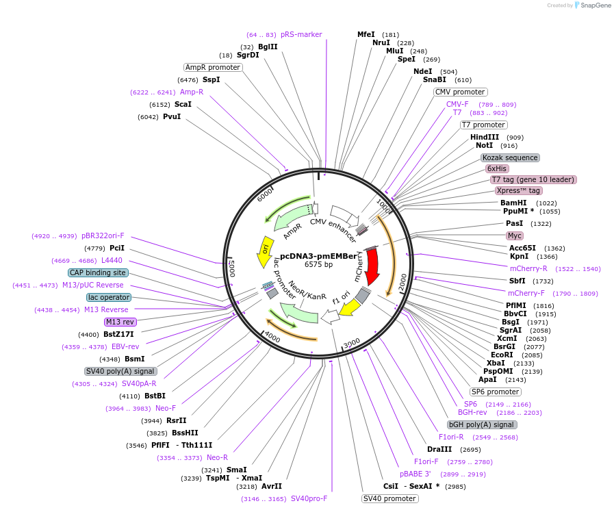 174441-plasmid-map-sequence-id-344972