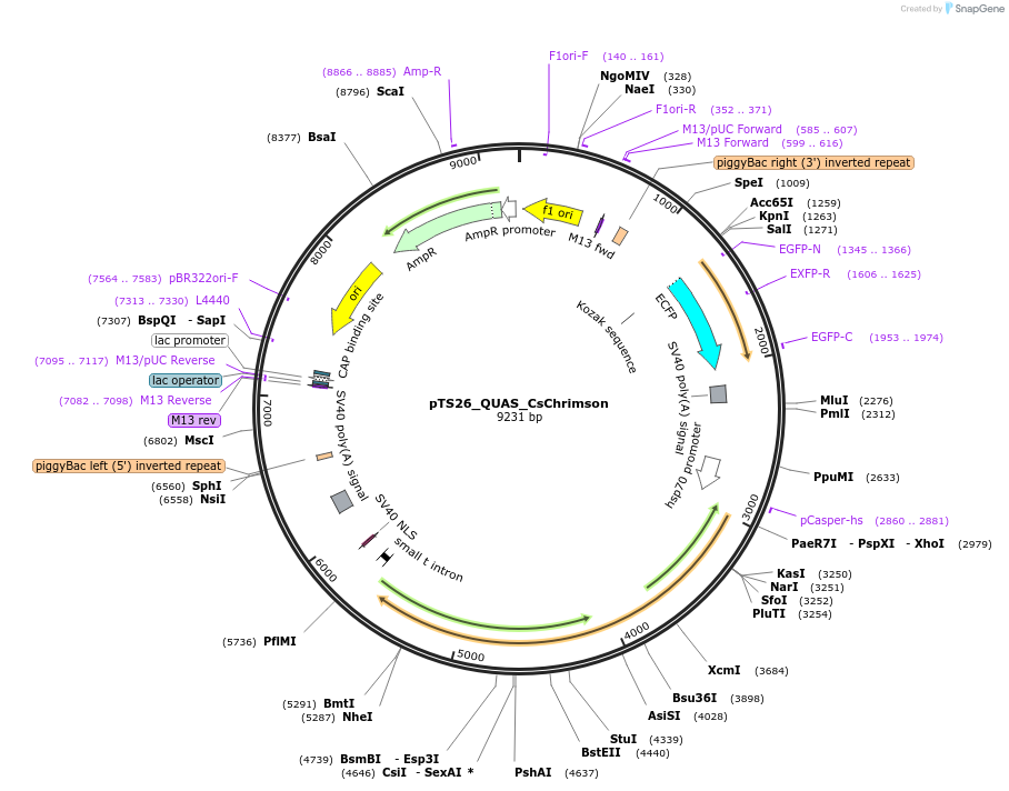 175548-plasmid-map-sequence-id-344980