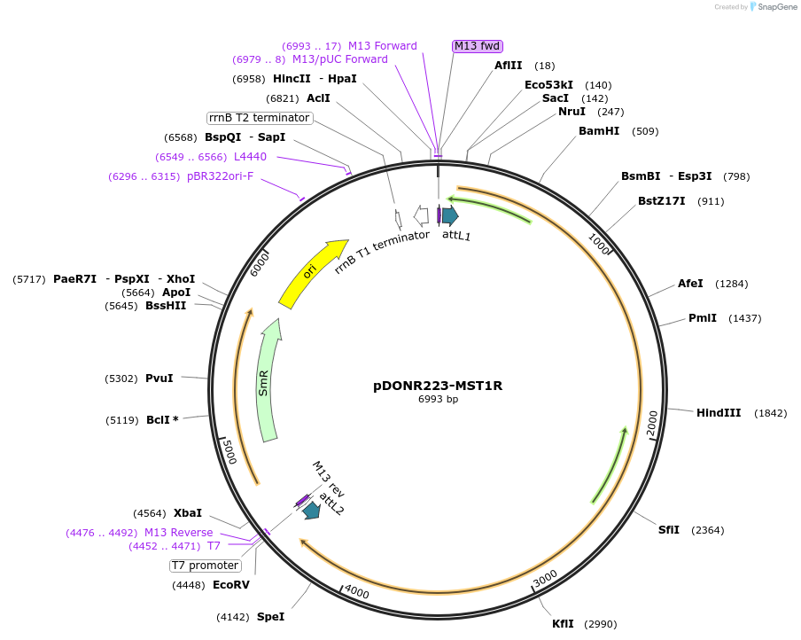 23942-plasmid-map-sequence-id-344988