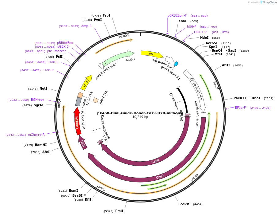 175570-plasmid-map-sequence-id-344992