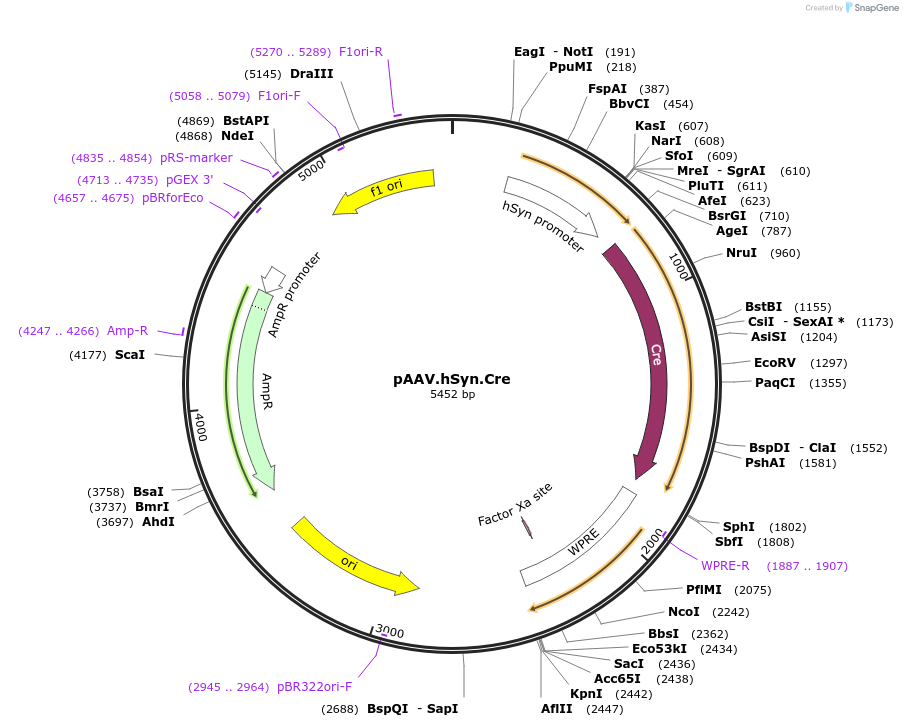 170367-plasmid-map-sequence-id-345000