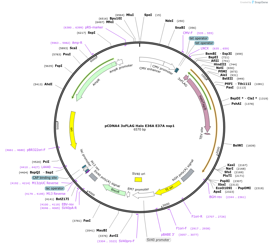 175429-plasmid-map-sequence-id-345035