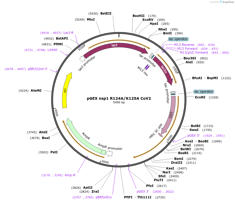 175513-plasmid-map-sequence-id-345038