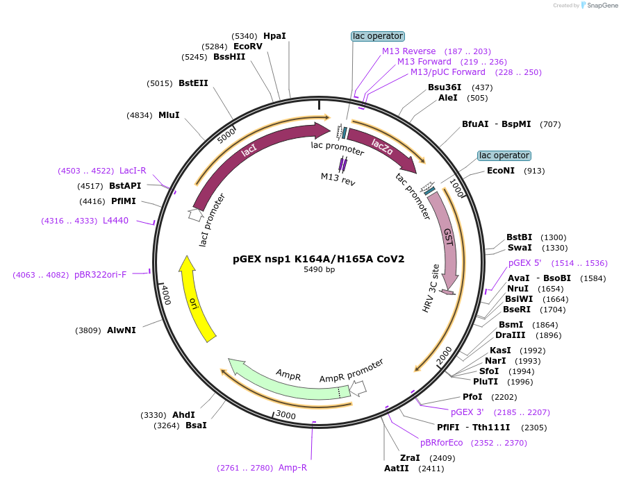 175514-plasmid-map-sequence-id-345043