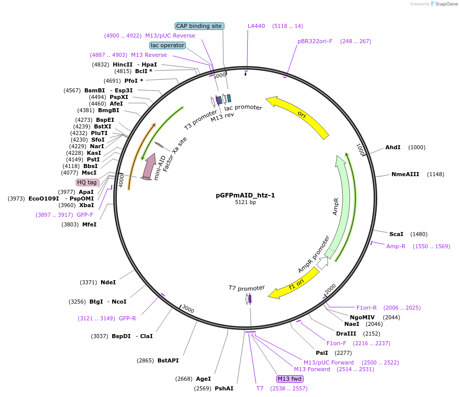 174214-plasmid-map-sequence-id-345046