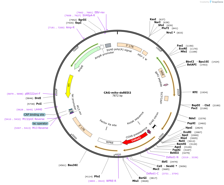 173071-plasmid-map-sequence-id-345054