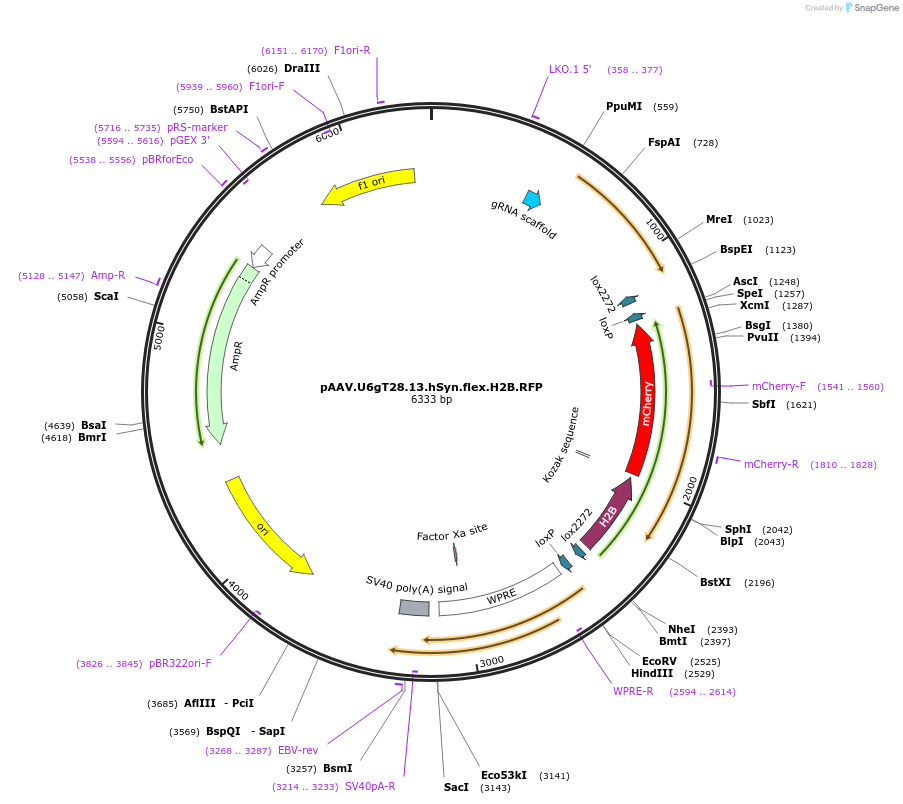 170376-plasmid-map-sequence-id-345056