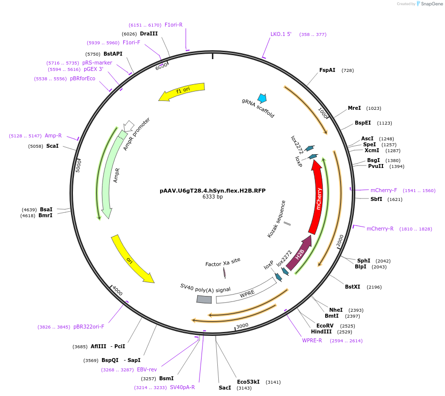 170386-plasmid-map-sequence-id-345058